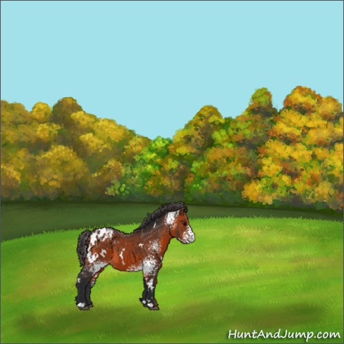 Horse Color:White Spotted Bay Appaloosa 