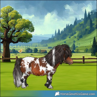 Horse Color:White Spotted Bay Appaloosa