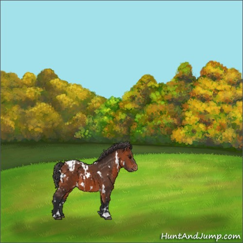 Horse Color:White Spotted Bay Appaloosa 