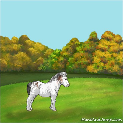Horse Color:White Spotted Bay 