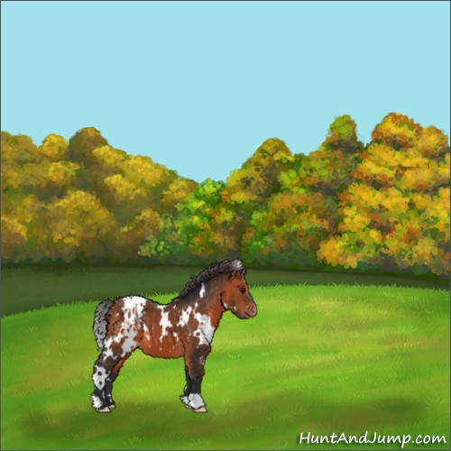 Horse Color:White Spotted Bay Appaloosa 