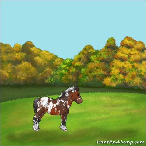 Horse Color:White Spotted Bay Appaloosa 
