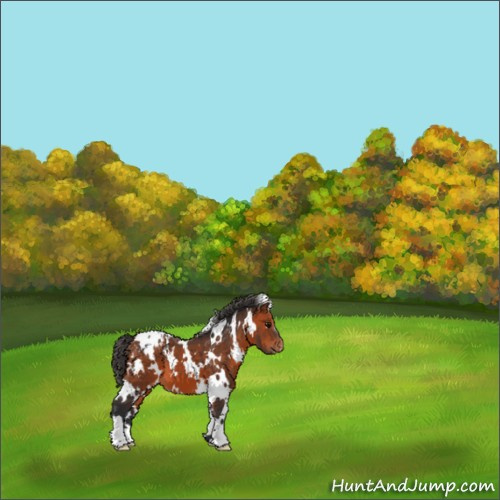 Horse Color:White Spotted Bay Appaloosa 