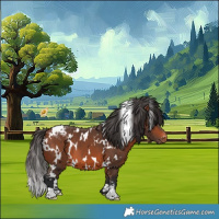 Horse Color:White Spotted Bay Appaloosa