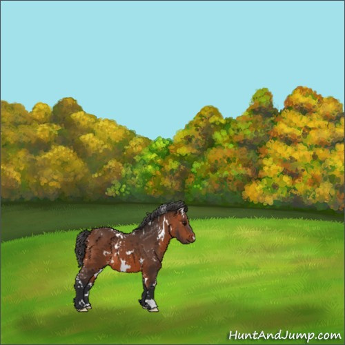 Horse Color:White Spotted Bay 