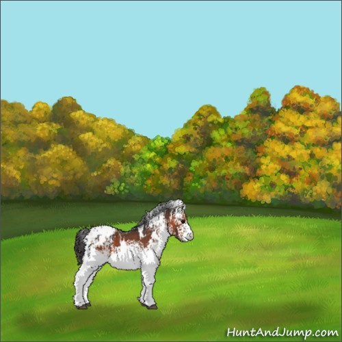 Horse Color:White Spotted Brown Appaloosa 