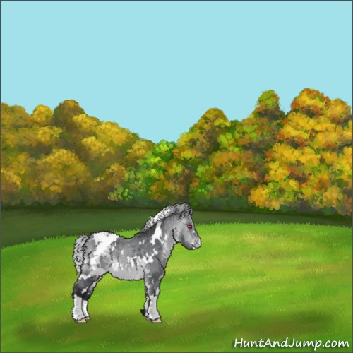 Horse Color:White Spotted Bay Chinchilla Appaloosa 