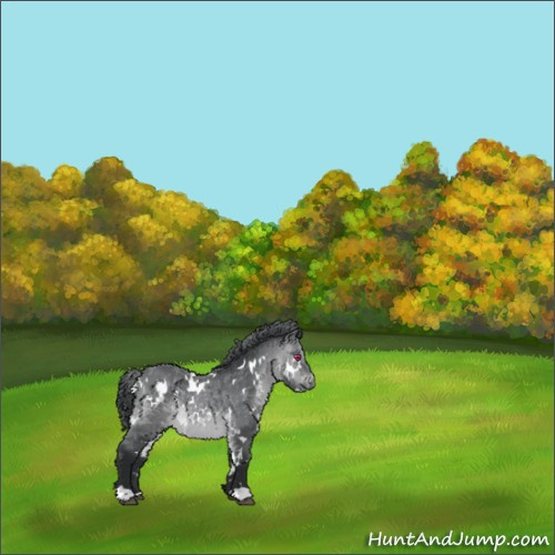 Horse Color:White Spotted Brown Chinchilla 