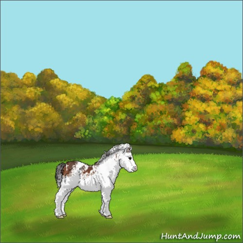 Horse Color:White Spotted Bay 