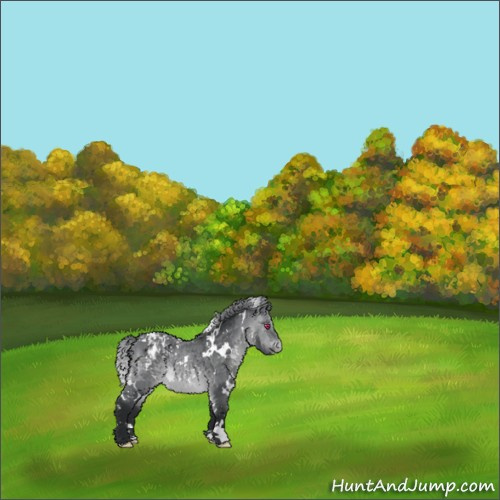 Horse Color:White Spotted Brown Chinchilla Appaloosa 