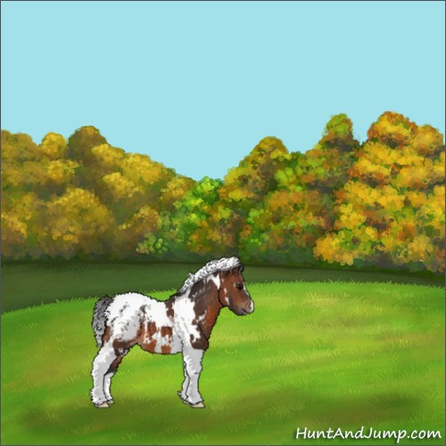 Horse Color:White Spotted Brown Tobiano Appaloosa 
