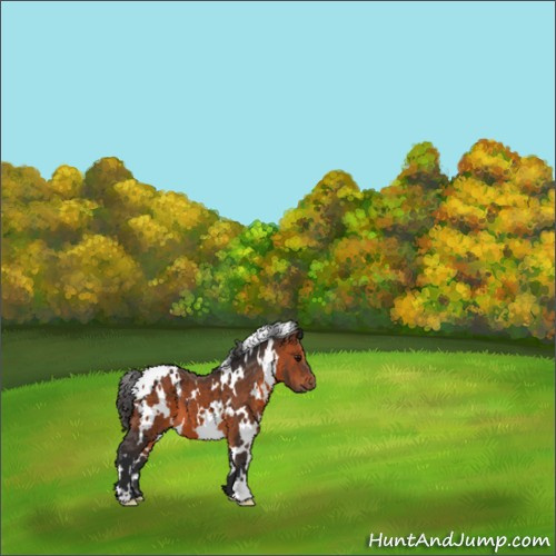 Horse Color:White Spotted Bay 