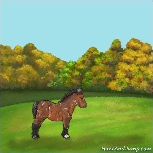 Horse Color:White Spotted Bay 