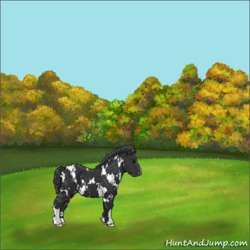 Horse Color:White Spotted Black Appaloosa 