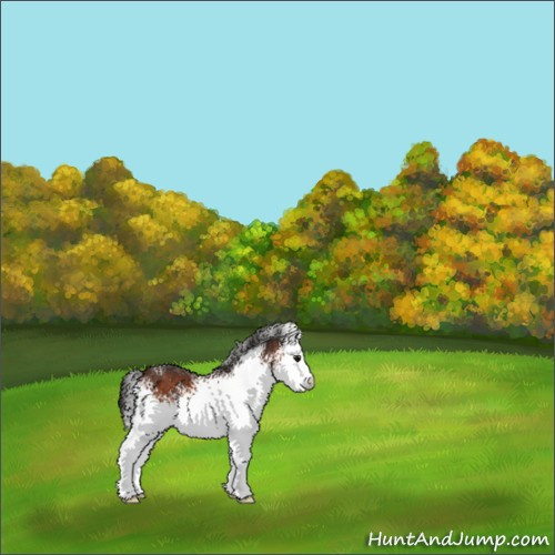 Horse Color:White Spotted Brown 