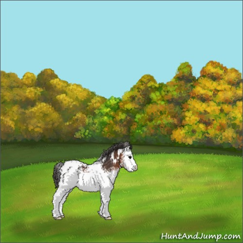 Horse Color:White Spotted Brown Appaloosa 