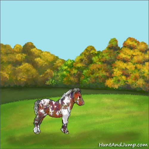 Horse Color:Nacre White Spotted Bay Appaloosa 