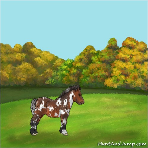 Horse Color:White Spotted Bay 