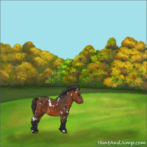 Horse Color:White Spotted Bay 