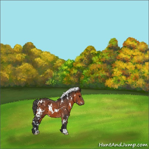 Horse Color:White Spotted Bay 