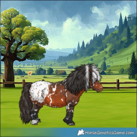 Horse Color:White Spotted Bay Appaloosa