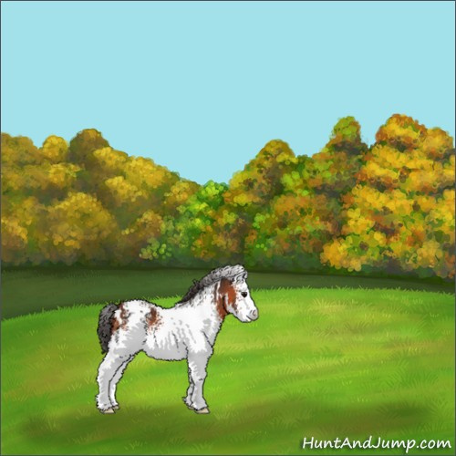 Horse Color:White Spotted Bay 