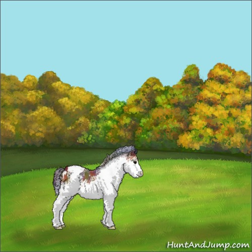 Horse Color:Nacre White Spotted Bay Appaloosa 