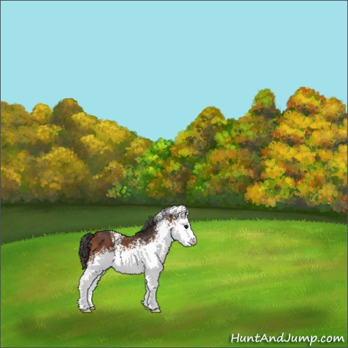 Horse Color:White Spotted Bay 