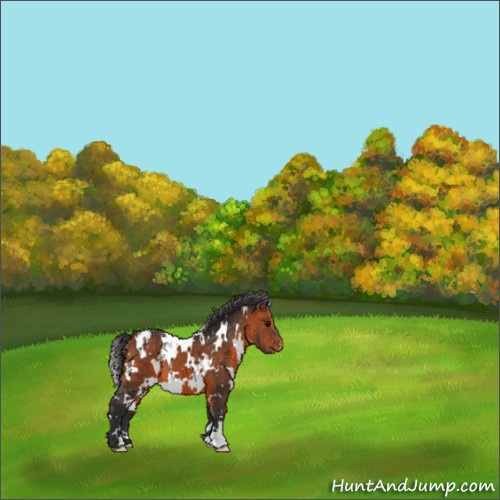 Horse Color:White Spotted Bay Appaloosa 