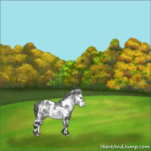 Horse Color:White Spotted Bay Chinchilla Appaloosa 