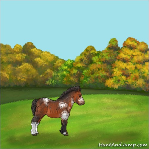 Horse Color:White Spotted Bay 