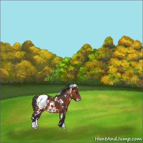 Horse Color:White Spotted Bay Appaloosa 