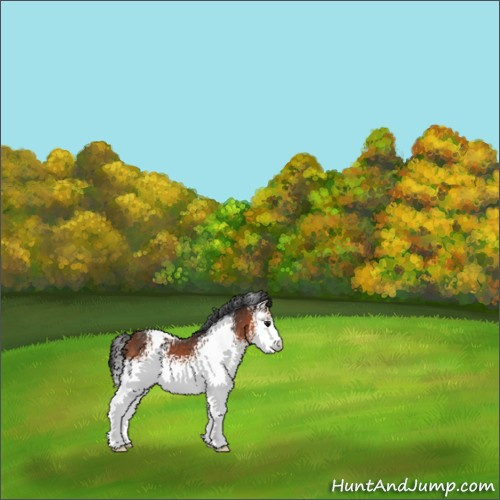 Horse Color:White Spotted Bay 