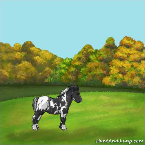 Horse Color:White Spotted Black Appaloosa 