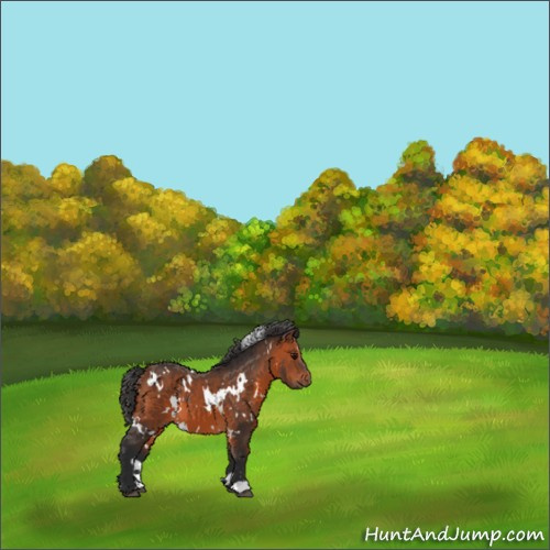 Horse Color:White Spotted Bay 