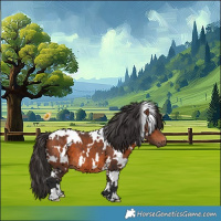 Horse Color:White Spotted Bay 