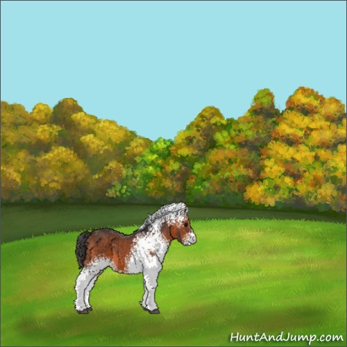 Horse Color:White Spotted Bay 