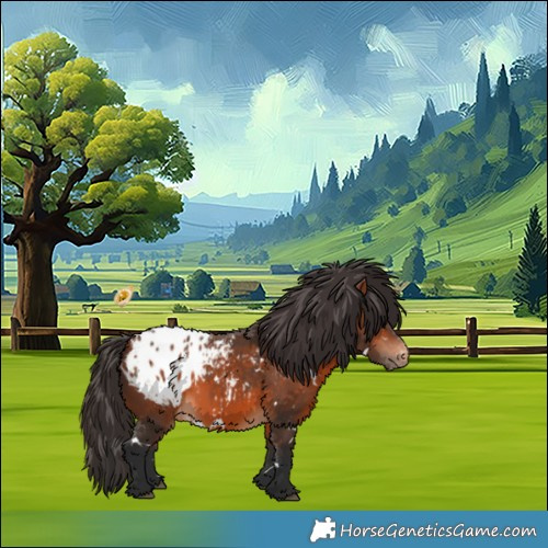 Horse Color:White Spotted Bay Appaloosa 