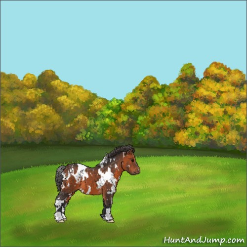 Horse Color:White Spotted Bay 