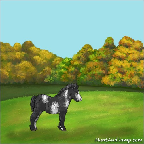 Horse Color:White Spotted Black 