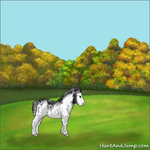 Horse Color:White Spotted Black 