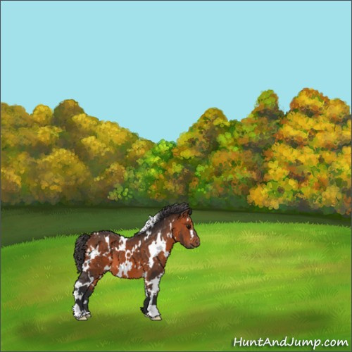 Horse Color:White Spotted Bay 