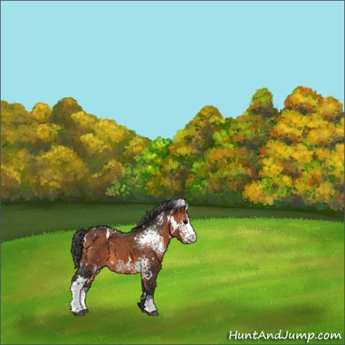 Horse Color:White Spotted Bay 