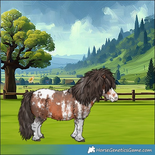 Horse Color:White Spotted Bay Appaloosa 