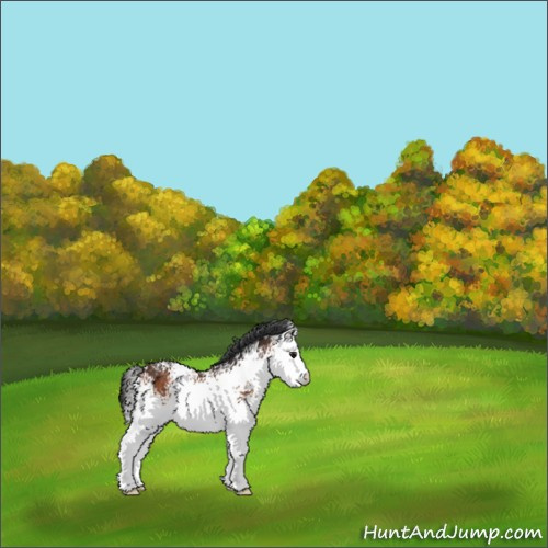 Horse Color:White Spotted Bay 