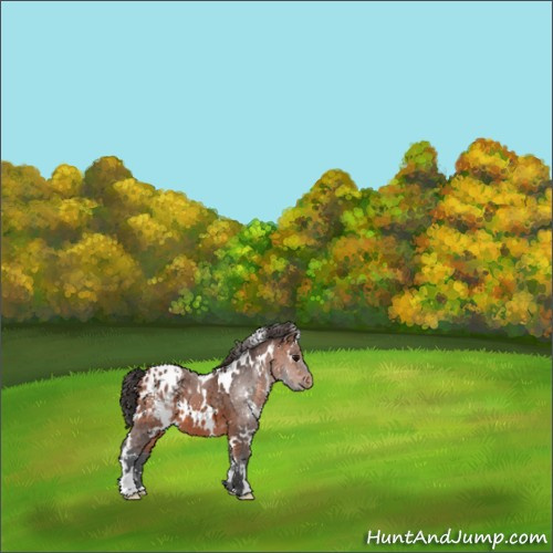 Horse Color:White Spotted Bay Appaloosa 
