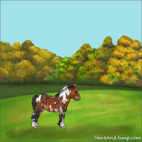 Horse Color:White Spotted Bay 