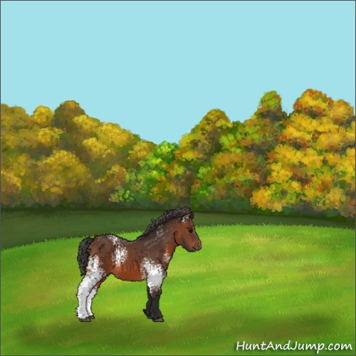 Horse Color:White Spotted Brown 
