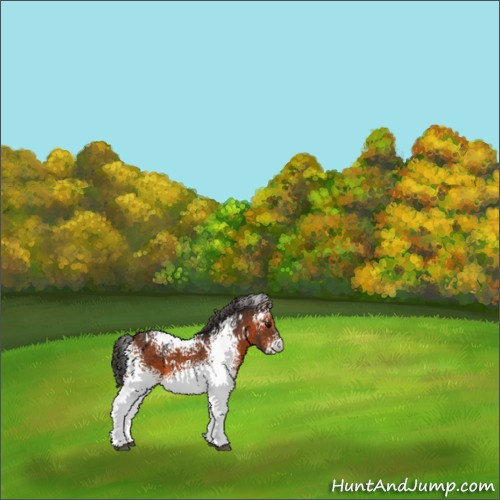 Horse Color:White Spotted Bay 