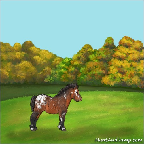 Horse Color:White Spotted Bay Appaloosa 